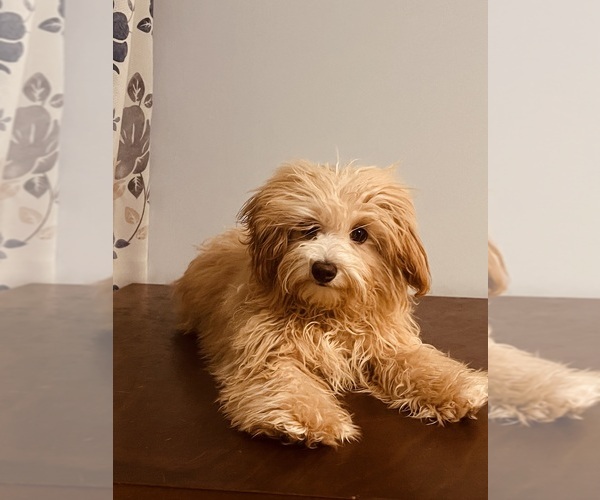Medium Photo #12 Cavapoo Puppy For Sale in DURHAM, CT, USA