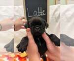 Puppy Latte Pug