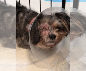 LuLu - Male Poodle (Miniature)-Unknown Mix Dog for Adoption - Photo #4