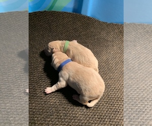 Labrador Retriever Puppy for sale in BUFFALO, MN, USA
