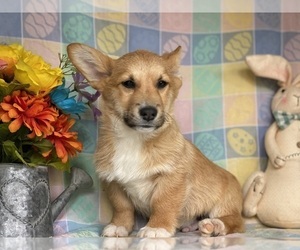 Pembroke Welsh Corgi Puppy for sale in LANCASTER, PA, USA