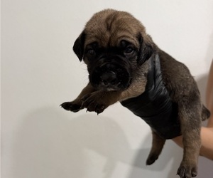 Cane Corso Puppy for sale in MORENO VALLEY, CA, USA