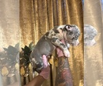 Small #5 American Bully