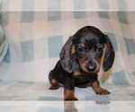 Small #9 Dachshund