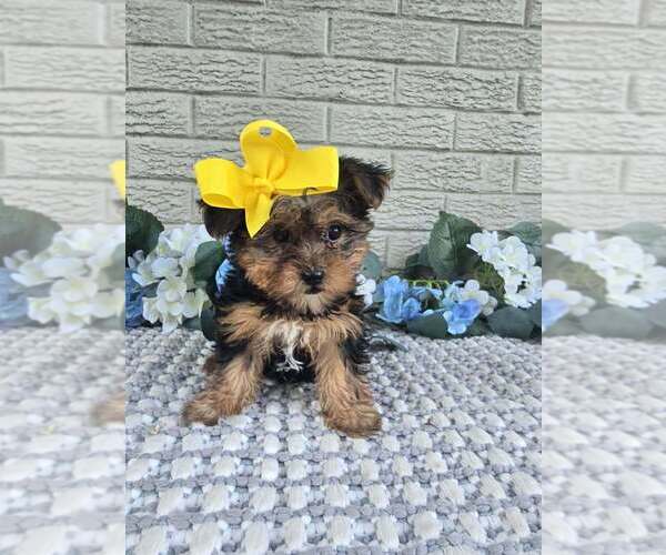 Medium Photo #4 Yorkshire Terrier Puppy For Sale in INDIANAPOLIS, IN, USA