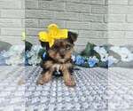 Small #3 Yorkshire Terrier