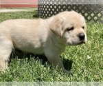 Small Photo #3 Labrador Retriever Puppy For Sale in CENTREVILLE, MI, USA
