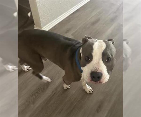 Medium Photo #1 American Staffordshire Terrier-Unknown Mix Puppy For Sale in San Antonio, TX, USA