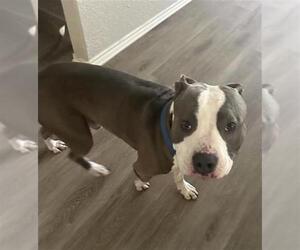 American Staffordshire Terrier-Unknown Mix Dogs for adoption in San Antonio, TX, USA