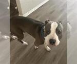 Small American Staffordshire Terrier Mix