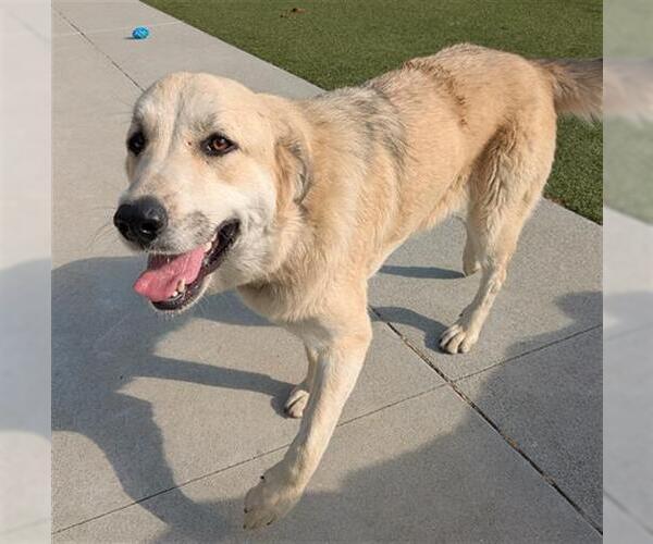 Medium Photo #1 Great Pyrenees-Unknown Mix Puppy For Sale in San Martin, CA, USA