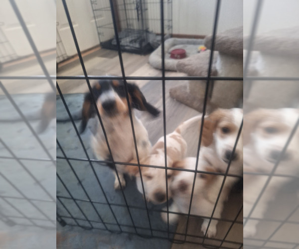 Medium Photo #2 Dachshund Puppy For Sale in DALTON, MN, USA