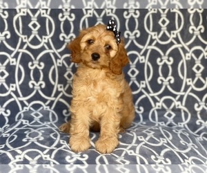 Cocker Spaniel-Poodle (Miniature) Mix Puppy for sale in LAKELAND, FL, USA