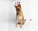 Small #1 German Shepherd Dog