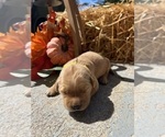 AKC Golden Retr - Male Golden Retriever Puppy for Sale - Photo #2