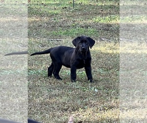 Labrador Retriever Puppy for sale in TALLAHASSEE, FL, USA