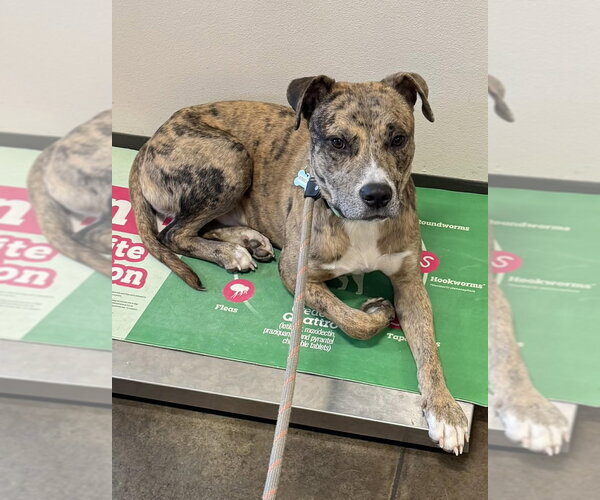 Medium Photo #3 Catahoula Leopard Dog-Unknown Mix Puppy For Sale in Boston, MA, USA