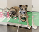 Small #2 Catahoula Leopard Dog Mix