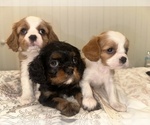 Small #3 Cavalier King Charles Spaniel