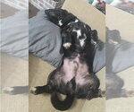 Small #3 Chihuahua Mix
