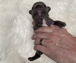 Small Photo #9 French Bulldog Puppy For Sale in SOMERS, MT, USA
