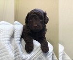 Small Photo #1 Poodle (Miniature) Puppy For Sale in NEW RICHLAND, MN, USA