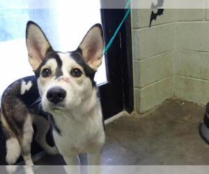 Siberian Husky Dogs for adoption in Tulsa, OK, USA