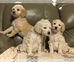 Small Photo #1 Goldendoodle Puppy For Sale in PARIS, TX, USA