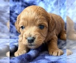 Puppy Little guy Cavapoo (Miniature)