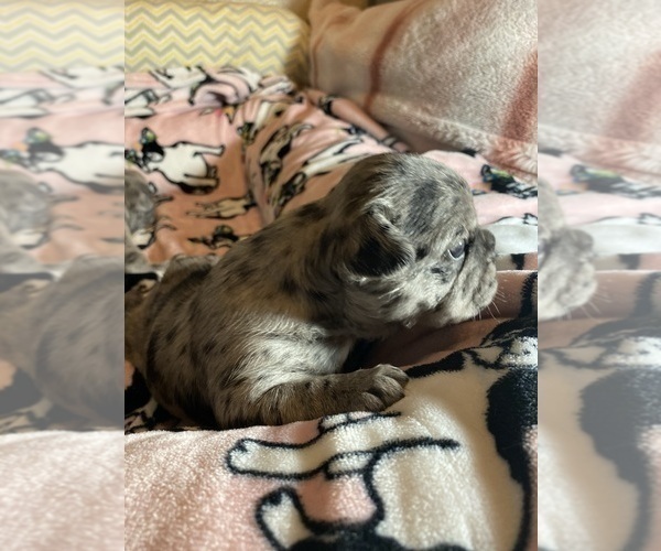 Medium Photo #213 French Bulldog Puppy For Sale in CERES, CA, USA