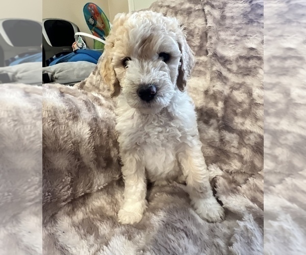 Medium Photo #8 Goldendoodle Puppy For Sale in LONG BEACH, CA, USA