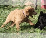 Small Photo #41 Poodle (Standard) Puppy For Sale in GARWOOD, TX, USA