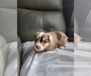 Miniature American Shepherd Puppy for sale in WILLIAMSBURG, CO, USA