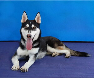 NINA - Female Siberian Husky Dog for Adoption - Photo #3