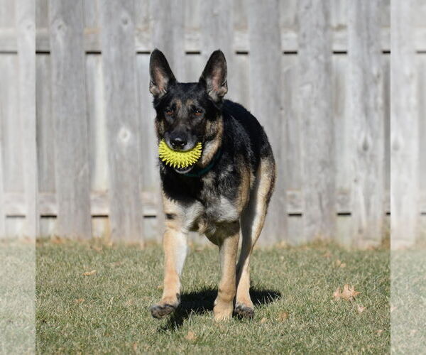 Medium Photo #4 German Shepherd Dog Puppy For Sale in Gretna, NE, USA