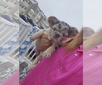 Small Photo #3 French Bulldog Puppy For Sale in GLEN BURNIE, MD, USA