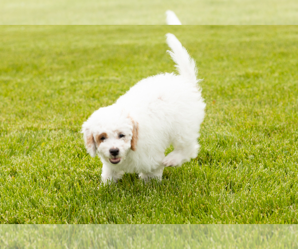 Medium Photo #7 Goldendoodle (Miniature) Puppy For Sale in WOLCOTTVILLE, IN, USA