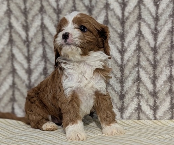 Medium Photo #32 Cavapoo (Miniature) Puppy For Sale in GOSHEN, IN, USA