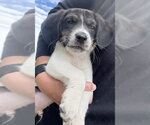 Small Photo #2 Border Collie-Unknown Mix Puppy For Sale in Tabernash, CO, USA