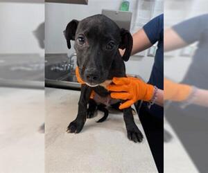 Labrador Retriever Dogs for adoption in Baytown, TX, USA