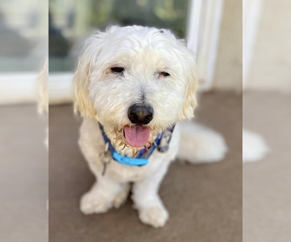 Medium Photo #8 Maltese Puppy For Sale in  Ramona, CA, USA