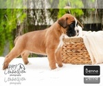 Small Photo #4 Boxer Puppy For Sale in SHIPSHEWANA, IN, USA