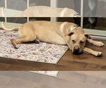 Small #7 Chinese Shar-Pei-Labrador Retriever Mix