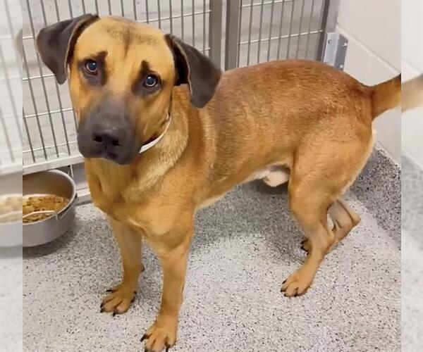 Medium Photo #1 Black Mouth Cur Puppy For Sale in Houston, TX, USA