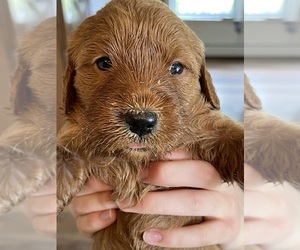 Goldendoodle Puppy for sale in WOODSTOCK, CT, USA
