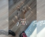 Small #3 Boston Terrier