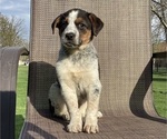 Small Photo #24 Australian Cattle Dog-Border Collie Mix Puppy For Sale in RICHMOND, MI, USA