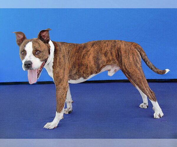 Medium Photo #3 Mutt Puppy For Sale in Pasadena, CA, USA
