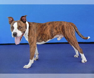 BRASS - Male Mutt Dog for Adoption - Photo #3