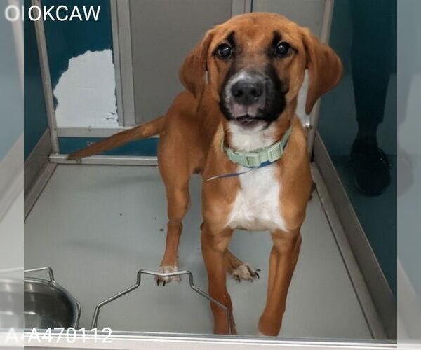 Medium Photo #1 Mutt Puppy For Sale in Oklahoma City, OK, USA